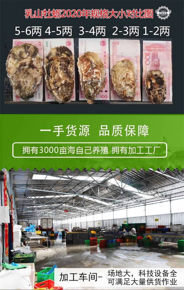 蚝仔安徽省安庆市太湖县鲜活水产品 生蚝的功效与作用生蚝的营养价值(3)